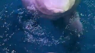 Pink Dolphin