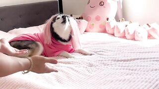 husky baby