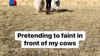 ront of my cows