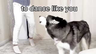 Husky Loves Dancing!