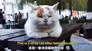 Stray cat rescued by female painter and brought home to live in villa