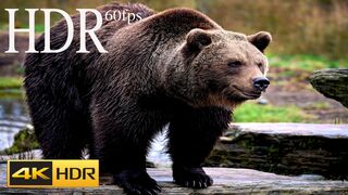 BEAR 4k HDR 60fps Video WITH RELAXING MUSIC _ Beautiful Animals HD Video