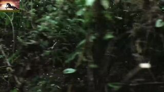 Predator (Arnold Schwarzenegger)