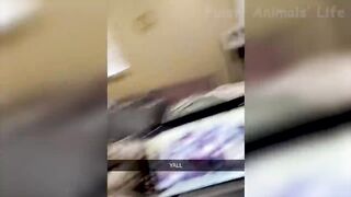 Animal funny video