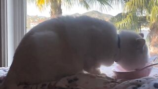 Beautiful Cat ???? Eating food
