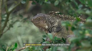 Giant green anaconda found dead in #news the Brazilian Amazon, possibly killed by gunshot