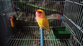 Kittnay sakon say bathy han dono love birds????