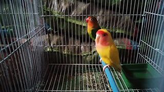 Birds wait kr rhy night kis time ho ge????????