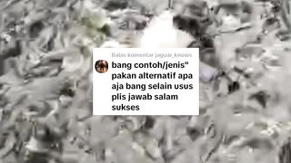 30 jenis pakan alternatif untuk ikan lele ! Saya bahas jenisnya saja, racikannya terserah kalian