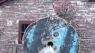 Funny video