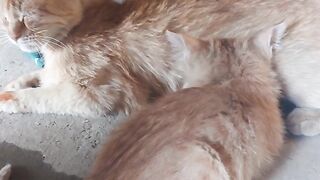Cat with baby