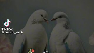 video tiktok