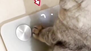 Cats funny