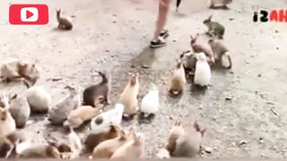 Funny video