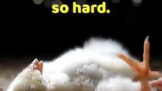 Subscribe love animals