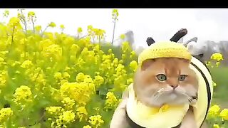 Bee cat