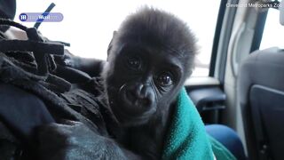 Adorable baby gorilla Jameela arrives at Cleveland Zoo to meet new family of apes including 'foster mom' Fredrika