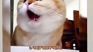 Funny cat video