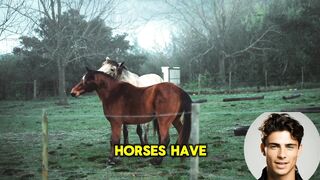 Equine Elegance: Majestic Horses Unleashed