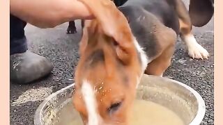 Dog ear