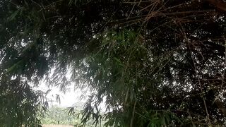 Very cool bamboo tree #1