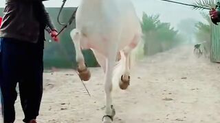 Beautiful horse dance