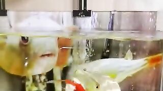 Subscribe to Wild fish