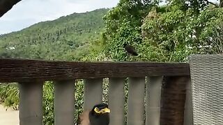 Cute birds