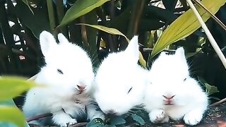 Rabbits