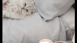 Fanny cat