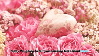 Amazing Facts about Heart