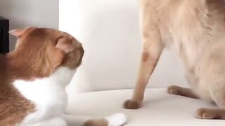 Funny 11