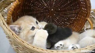 kitten_loki_cuddle_the_duckling_closely
