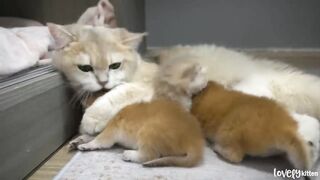 Mom_cat_hug_tightly_baby_kitten