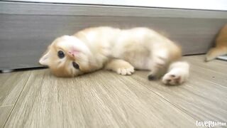 Tiny_kittens_live_with_little_ducks