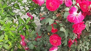 Read roses | plants | green grass