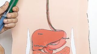 Digestive system Body animation