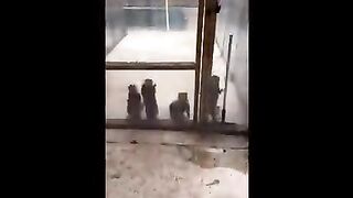 Cute baby animals