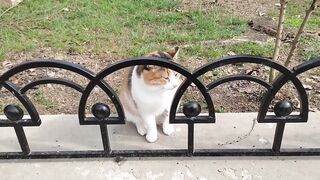 A lot of hungry street cats
