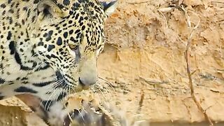 Tiger Attack Snake