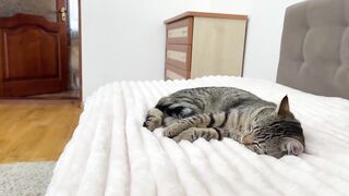 Adorable Golden Retriever and Cute Cat Attacked by Sweet Sleep