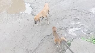 bandar ki rangdari kya Mast funny moment ???? oopi Bhai ????????#trending #viral #bandar
