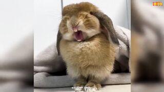 Best Funny Animals Videos 2024 ???? - Funny and Cute Cats ???? and Dogs ???? Videos 3