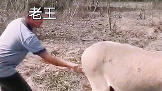 Chinese funny Videos Entertainment Viral Videos