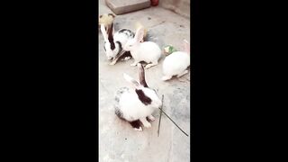 Rabbit #cutebunny