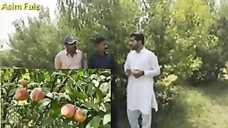 PAKISTAN PEACHES FARMING