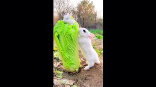 Rabbit song