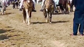 Best Horse Dance #HorseFarm #DesiHorse #HorseInPakistan #Dancerhorse #horse #Ghora #HorseForSale #Ho