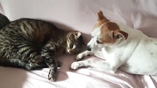 Cane e Gatto amici