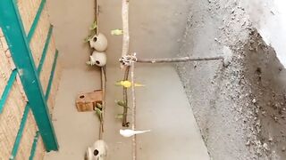 Ringneckparrots